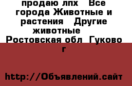 продаю лпх - Все города Животные и растения » Другие животные   . Ростовская обл.,Гуково г.